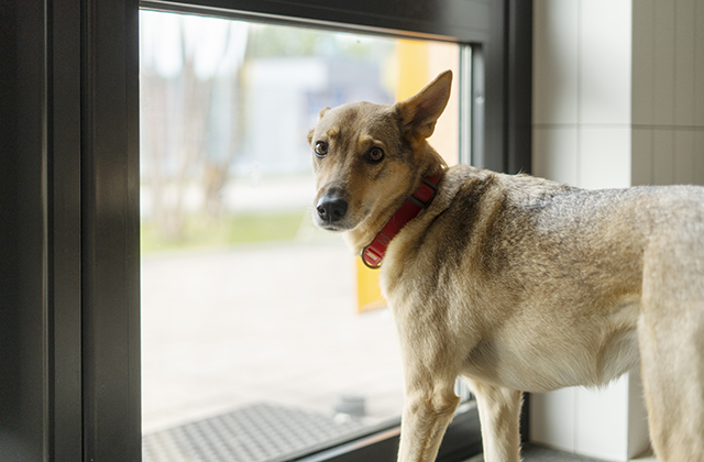Easy and Landlord-Friendly Guide to Installing a Pet Door in Your Rental Property